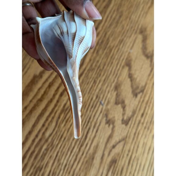 Pair Of Natural Ridged Seashells Sinistrofulgur perversum the lightning whelk - Picture 8 of 14